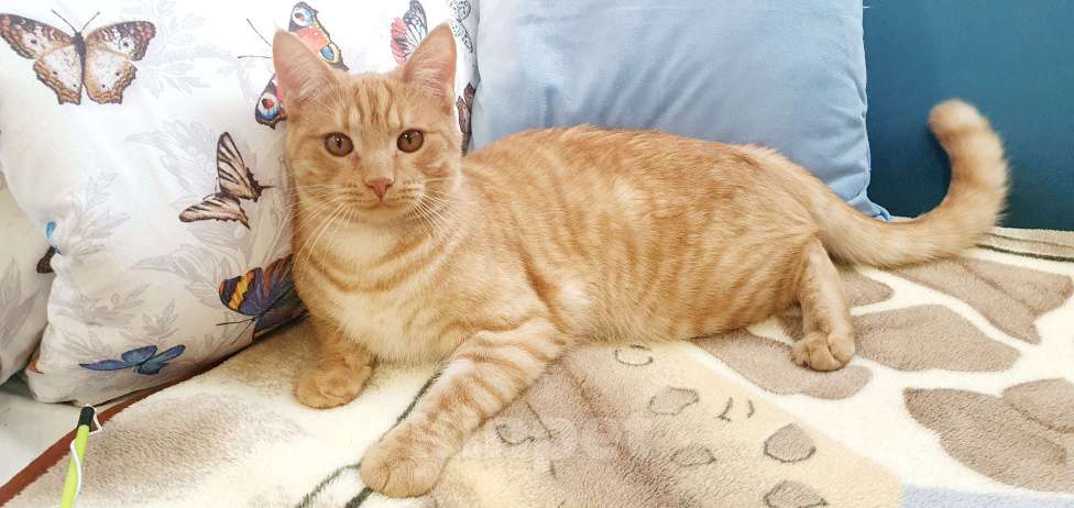 Кошки в других городах Московской области: Потерялся кот Персик Мальчик, 1 000 руб. - фото 3