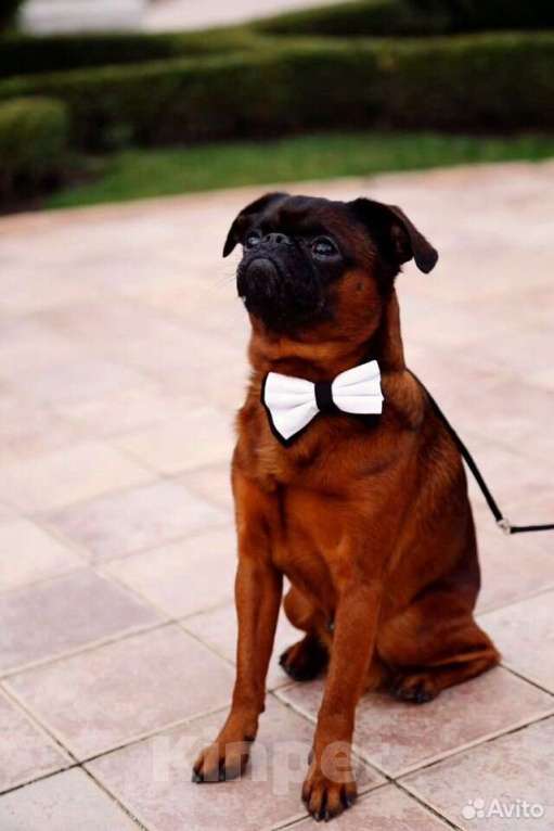 Собаки в Ставрополе: Брутальный красавчик Мальчик, 30 000 руб. - фото 6