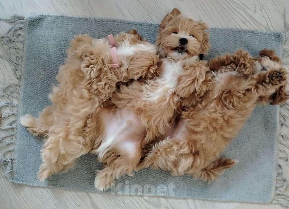 Собаки в других городах Московской области: Мальтипу Буба Мальчик, 180 000 руб. - фото 4