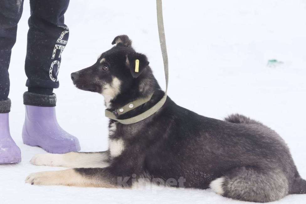Собаки в Новосибирске: Щенок в добрые руки Девочка, 1 000 руб. - фото 3