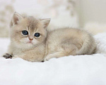 Кошки в Владивостоке: Британская девочка драгоценного окраса Девочка, 120 000 руб. - фото 5
