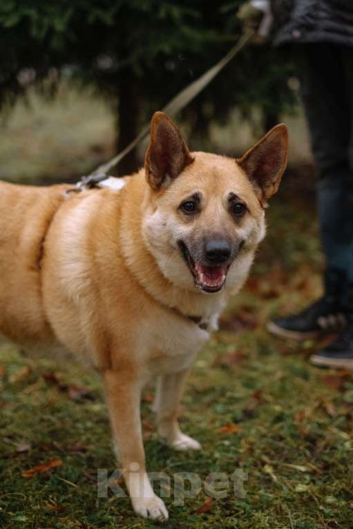 Собаки в Санкт-Петербурге: Собаки из приюта: смышлёная Катрин Девочка, Бесплатно - фото 3