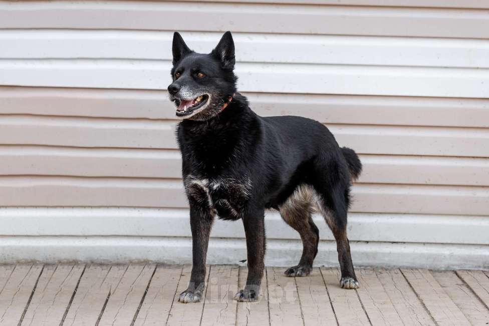 Собаки в Москве: Кама Девочка, Бесплатно - фото 4