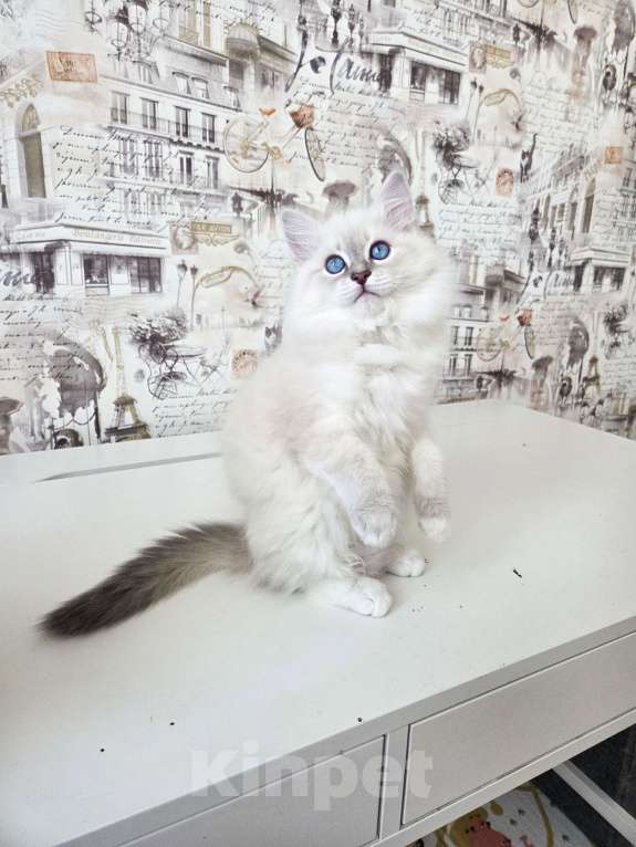 Кошки в Москве: Котенок невской маскарадной Девочка, Бесплатно - фото 2