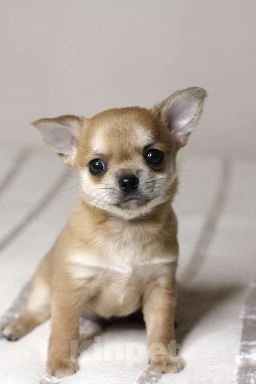 Собаки в Санкт-Петербурге: Брутальный мальчишка чихуахуа  Мальчик, 50 000 руб. - фото 3