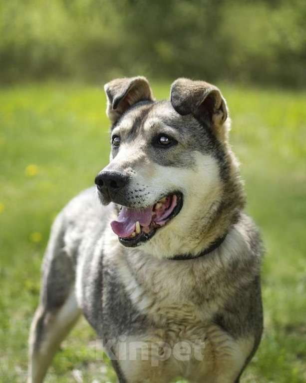 Собаки в Москве: Милый оптимист Джек ищет дом Мальчик, Бесплатно - фото 3