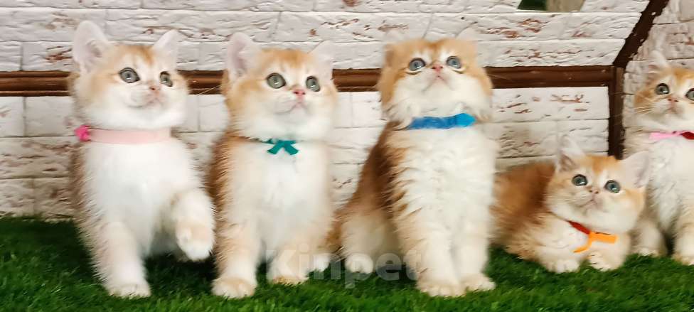 Кошки в Москве: Золотая шиншилла - апельсинчики- Мальчик, 20 000 руб. - фото 2