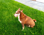 Собаки в Уфе: Рыжая собака на ул. Р. Зорге (гостиница Амакс) Мальчик, Бесплатно - фото 2