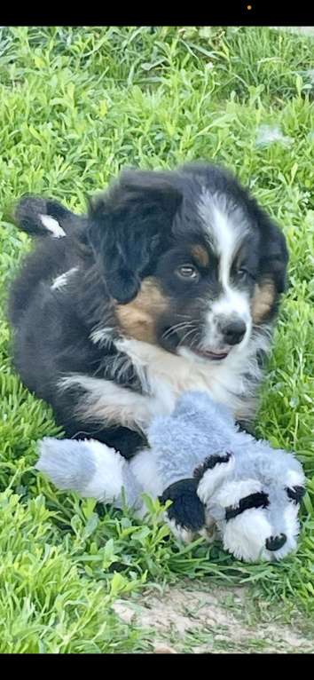 Собаки в других городах Московской области: Малыш Стич Мальчик, 40 000 руб. - фото 4