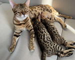 Кошки в других городах Московской области: Бенгальские котята Девочка, 16 000 руб. - фото 3