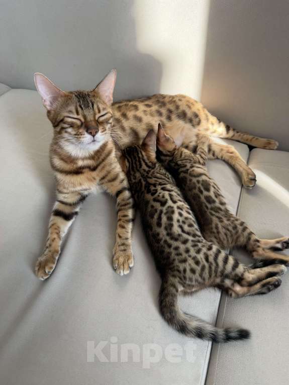 Кошки в других городах Московской области: Бенгальские котята Девочка, 16 000 руб. - фото 3