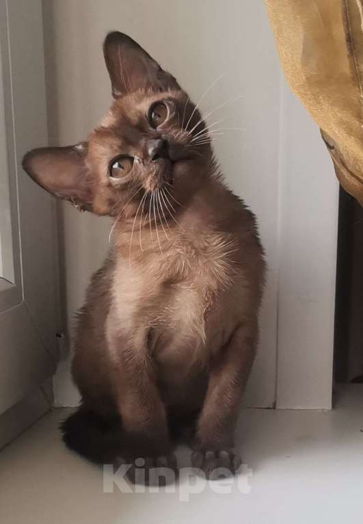 Кошки в Красноярске: Бурманская кошечка Девочка, 35 000 руб. - фото 6