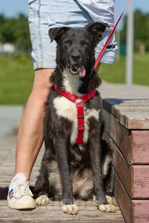 Собаки в Москве: Ночка — собака, которая всегда рядом Девочка, Бесплатно - фото 3