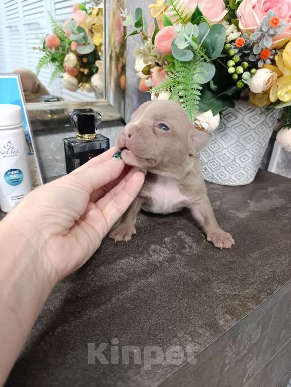 Собаки в Краснодаре: Мальчики американского булли  Мальчик, 100 000 руб. - фото 3