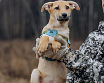 Собаки в Москве: Рыжий, маленький лисёнок в поисках дома! Мальчик, Бесплатно - фото 9