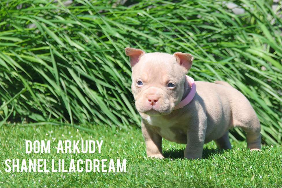 Собаки в Саратове: Лиловое чудо  Девочка, 100 000 руб. - фото 2