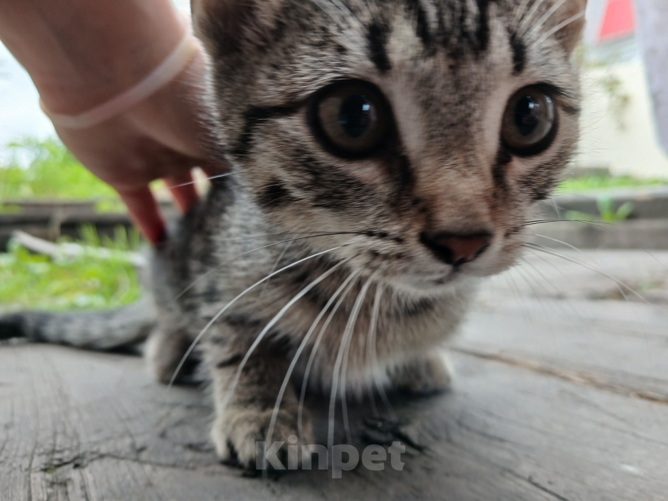 Кошки в Новокузнецке: Отдам котёнка в добрые руки Мальчик, Бесплатно - фото 2
