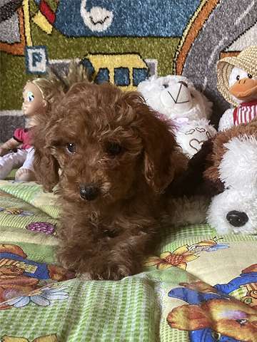 Собаки в других городах Московской области: Щенки той-пуделя Мальчик, Бесплатно - фото 4