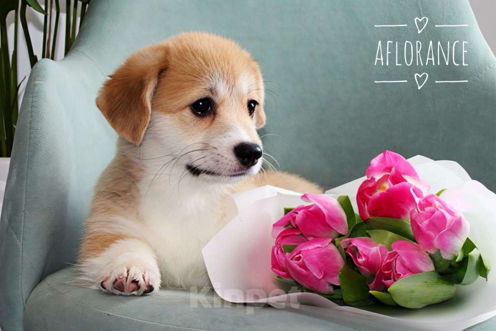 Собаки в Санкт-Петербурге: Щенок вельш-корги пемброк Девочка, 80 000 руб. - фото 3