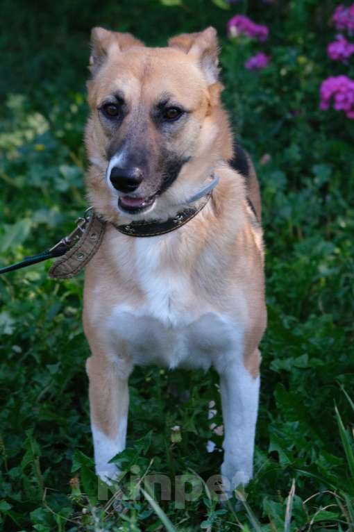 Собаки в Москве: Уютная Верба ждет свою семью!  Девочка, Бесплатно - фото 4