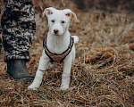 Собаки в Москве: Щенок-девочка, белоснежная красотка в дар Девочка, Бесплатно - фото 6