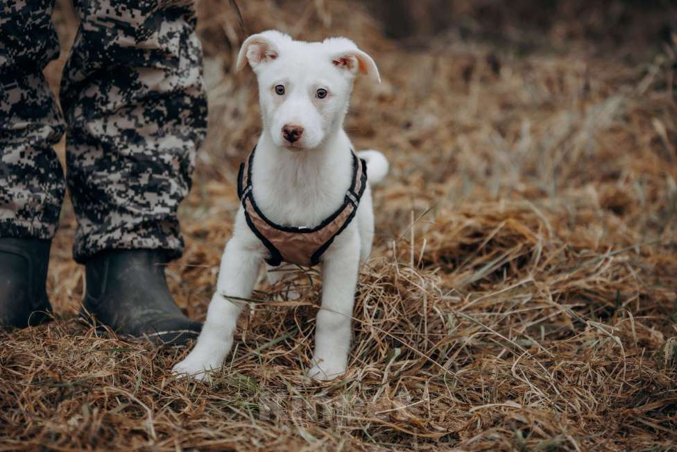 Собаки в Москве: Щенок-девочка, белоснежная красотка в дар Девочка, Бесплатно - фото 6