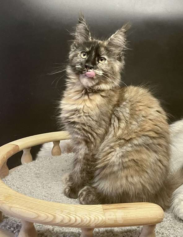 Кошки в Санкт-Петербурге: Котята Мейн Кун 3 мес, 45 000 руб. - фото 3