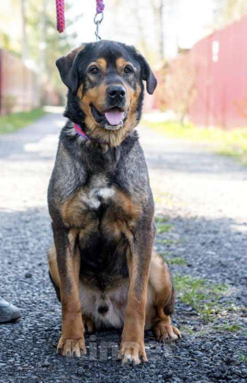 Собаки в Москве: Метис ротвейлера Шайгу в дар Мальчик, 1 руб. - фото 5