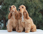 Собаки в Набережных Челнах: Щенки Английского кокер спаниеля Мальчик, 40 000 руб. - фото 3