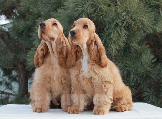 Собаки в Набережных Челнах: Щенки Английского кокер спаниеля Мальчик, 40 000 руб. - фото 3