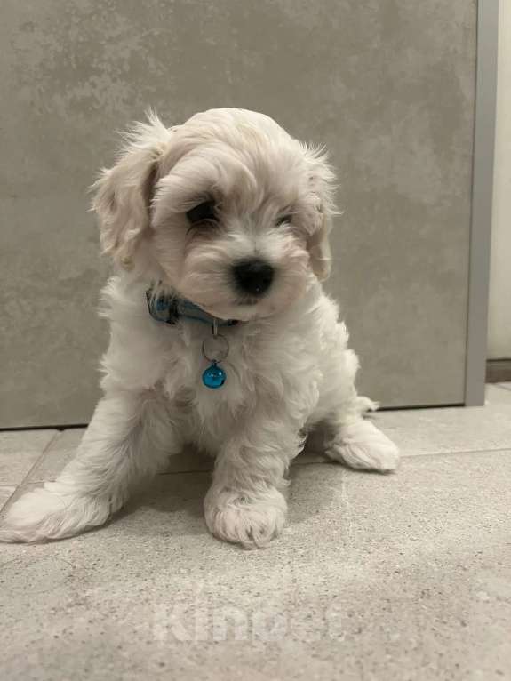 Собаки в других городах Ленинградской области: Мальтипу F1 Мальчик, 80 000 руб. - фото 3