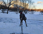 Собаки в Москве: Щенок веймаранера  Девочка, 70 000 руб. - фото 3