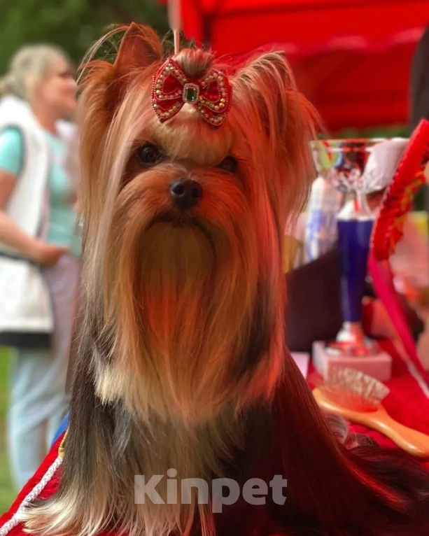 Собаки в Москве: Йорк Вязка Мальчик, 10 000 руб. - фото 8