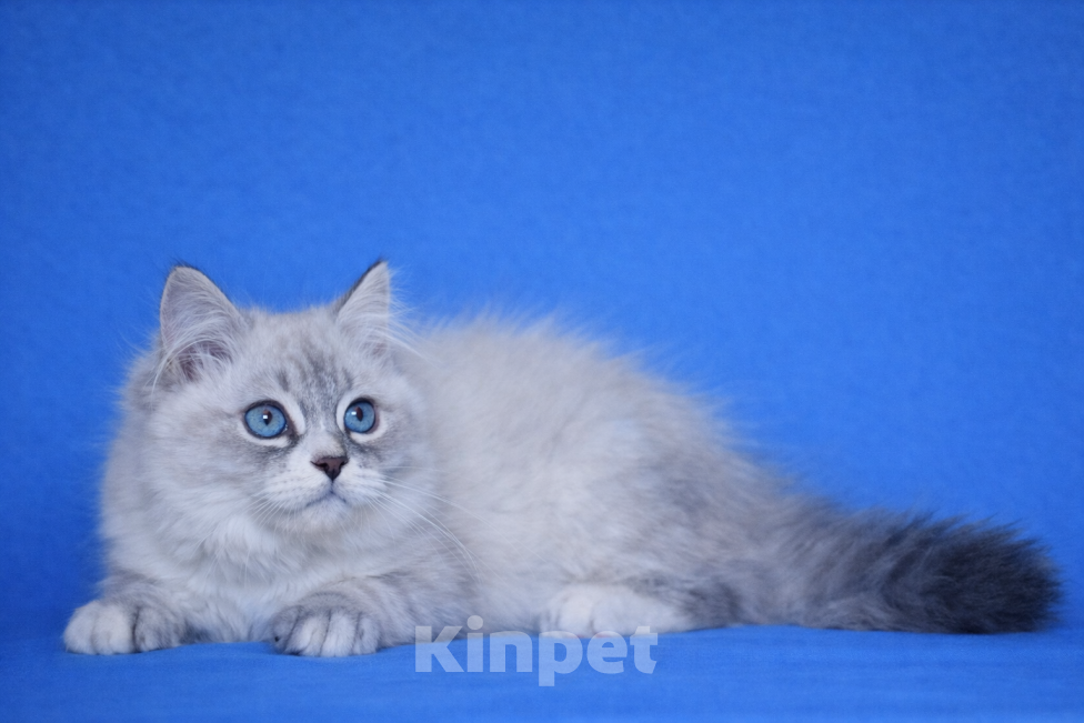 Кошки в Москве: Bonifaciy порода Невская Маскарадная Мальчик, Бесплатно - фото 5