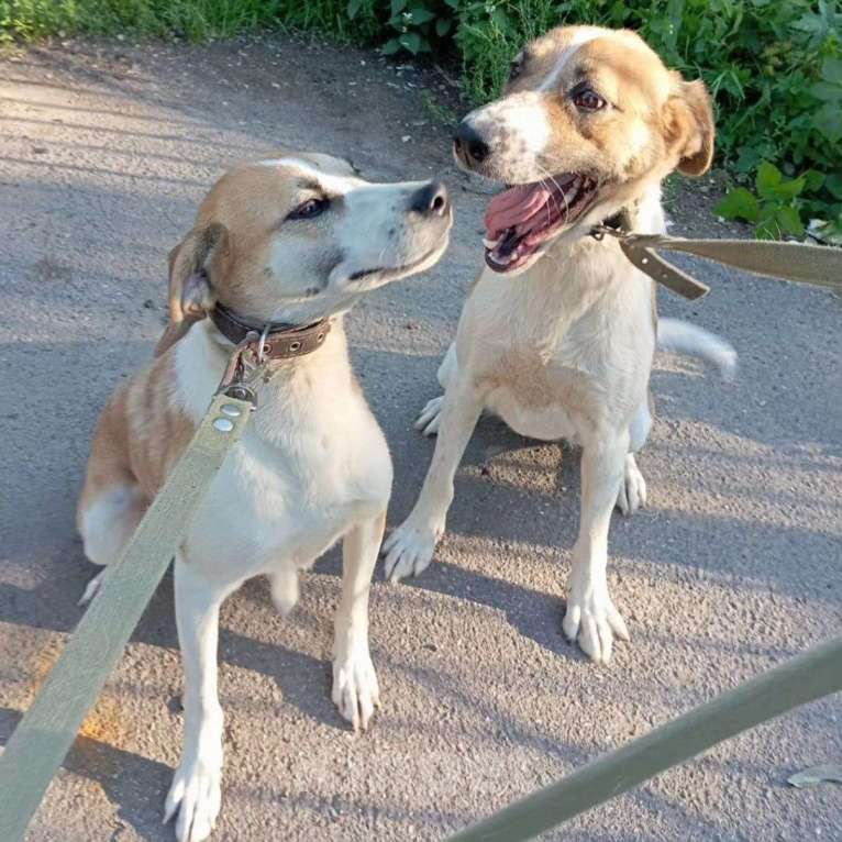 Собаки в Москве: Мэгги и Руна, самые ласковые собаки Девочка, Бесплатно - фото 3