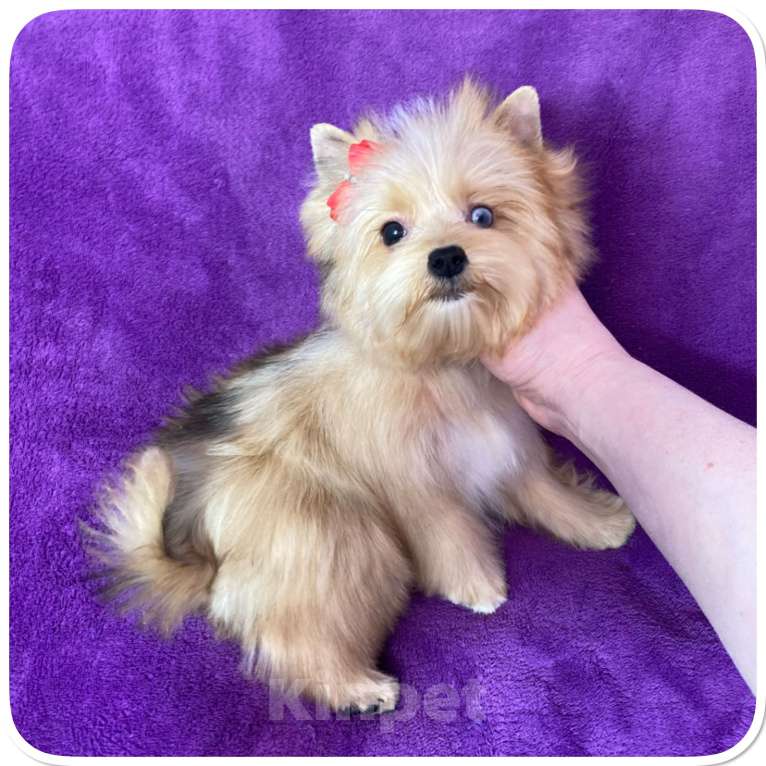 Собаки в Москве: Йорк мини девочка рыжая голубоглазая Девочка, 95 000 руб. - фото 5