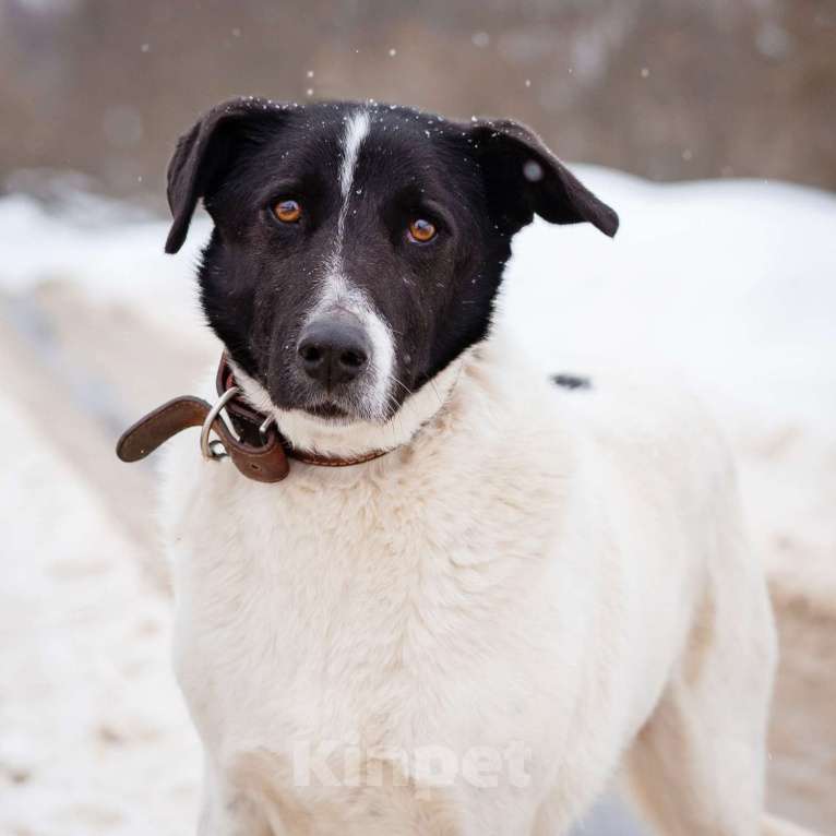 Собаки в Москве: Пёсель из приюта в поисках дома Мальчик, Бесплатно - фото 6