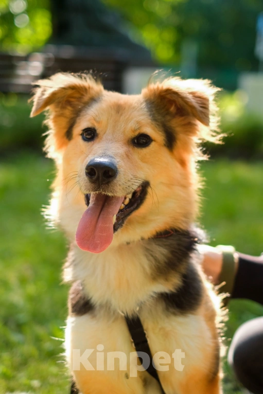 Собаки в Санкт-Петербурге: Собака из приюта: пушистая Келли Девочка, Бесплатно - фото 2