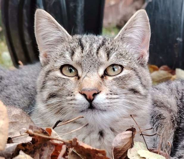 Кошки в других городах Башкортостана: Активный которебенок в поиске преданных хозяев Мальчик, 500 руб. - фото 1