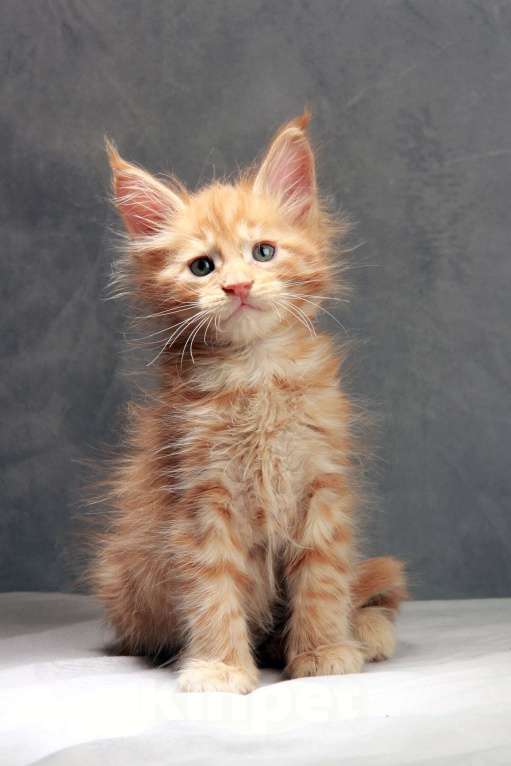 Кошки в Москве: Мейнкун Мальчик, Бесплатно - фото 4