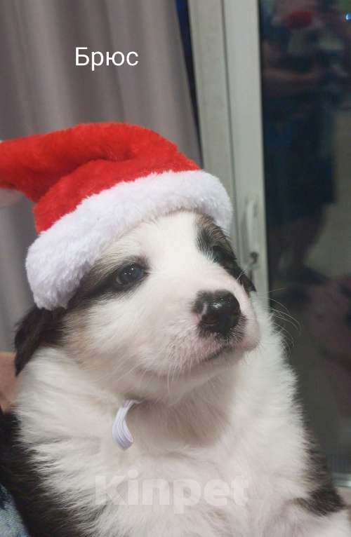 Собаки в Москве: Щенок в добрые руки Мальчик, Бесплатно - фото 1