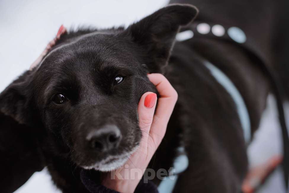 Собаки в Москве: Нора Девочка, Бесплатно - фото 4