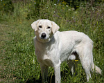 Собаки в Москве: Белый, метис лабрадора в приюте Девочка, Бесплатно - фото 5