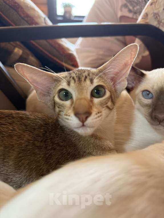 Кошки в Раменском: Ориентальный котенок Девочка, 45 000 руб. - фото 4