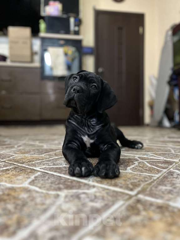 Собаки в Москве: Щенки кане корсо Девочка, 140 000 руб. - фото 5