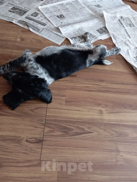 Собаки в Курске: щенки русского охотничьего спаниеля Девочка, Бесплатно - фото 4