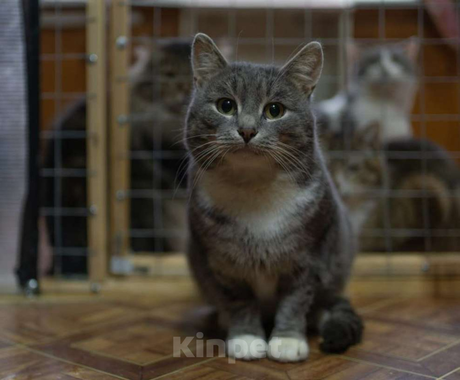 Кошки в Москве: Плюшевый Томик подарит тепло и радость в новом доме Мальчик, Бесплатно - фото 5