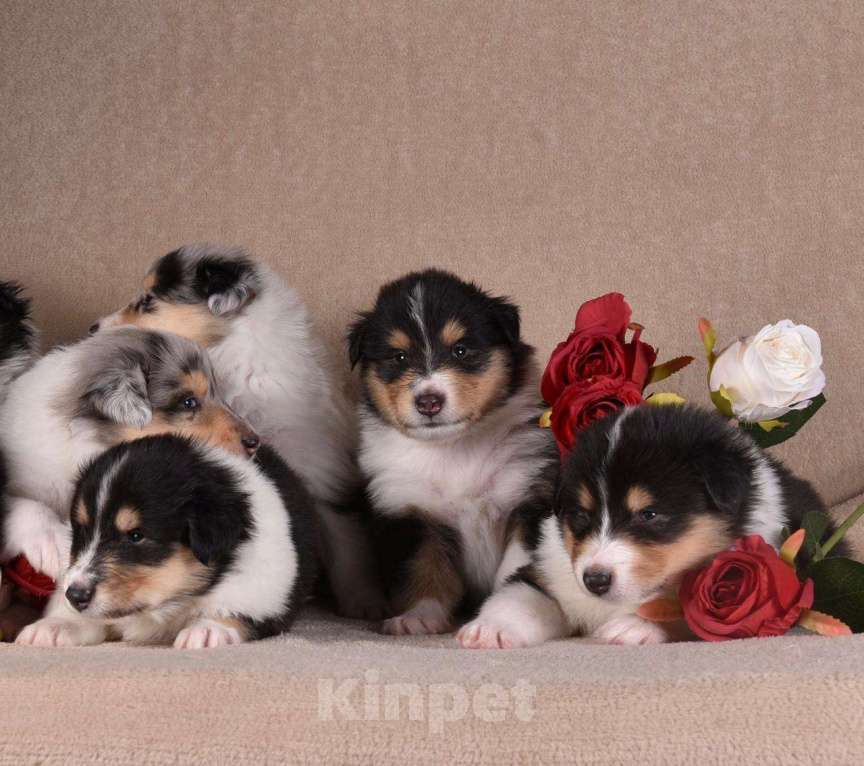 Собаки в Новосибирске: Щенки колли.высокопородные щенки колли.ДокументыРКФветпаспортОчень перспективные о Мальчик, 60 000 руб. - фото 4