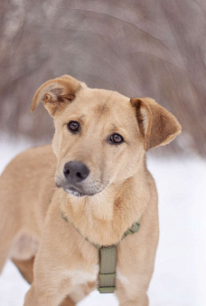 Общительный дружелюбный Твикс в добрые руки