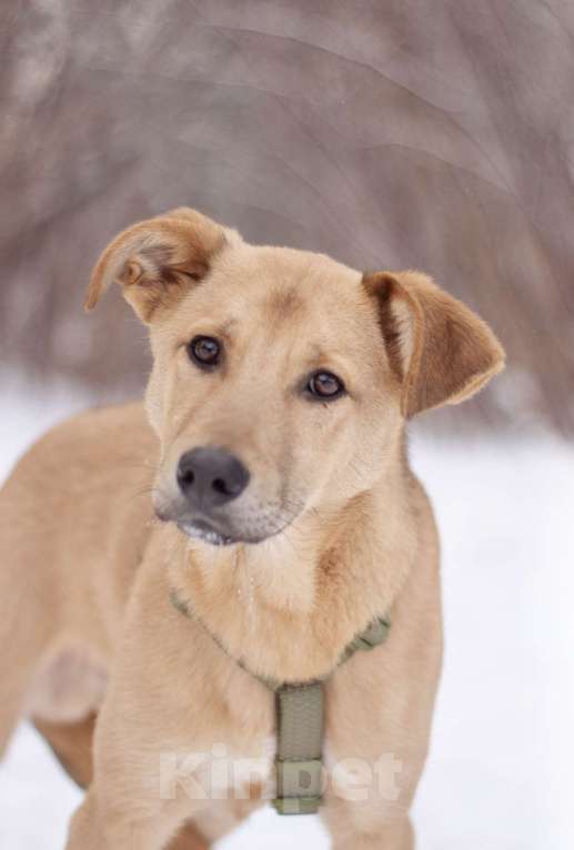 Собаки в Москве: Общительный дружелюбный Твикс в добрые руки Мальчик, Бесплатно - фото 1